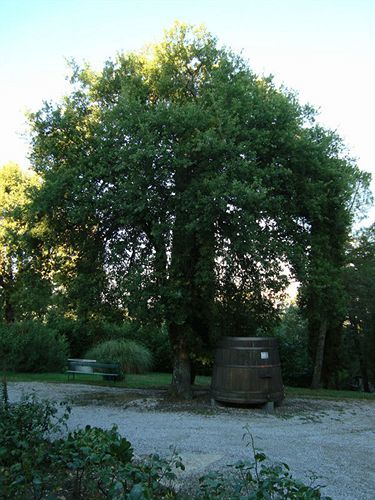 Agriturismo Il Villino Fonterutoli Extérieur photo