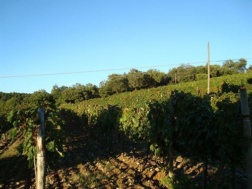 Agriturismo Il Villino Fonterutoli Extérieur photo